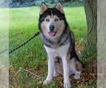 Small #1 Siberian Husky