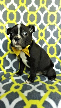 Medium Photo #2 Boston Terrier Puppy For Sale in LANCASTER, PA, USA
