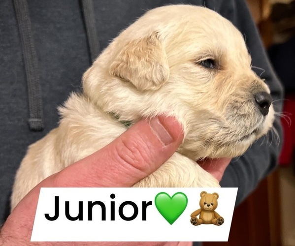 Medium Photo #1 Golden Retriever Puppy For Sale in ALPENA, MI, USA