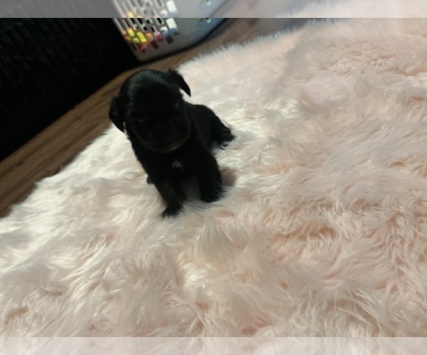 Medium Photo #1 Schnoodle (Miniature) Puppy For Sale in HOUSTON, TX, USA