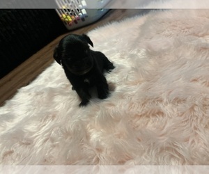 Schnoodle (Miniature) Puppy for Sale in HOUSTON, Texas USA