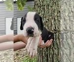 Image preview for Ad Listing. Nickname: Litter of 7