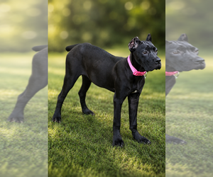 Cane Corso Puppy for sale in ANDERSON, IN, USA
