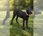 Image preview for Ad Listing. Nickname: Litter of 5