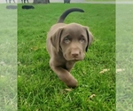 Small #4 Labrador Retriever