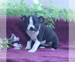 Small #3 Boston Terrier