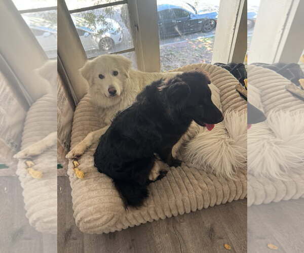 Medium Photo #3 Labrador Retriever-Unknown Mix Puppy For Sale in Los Angeles, CA, USA