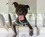 Small American Pit Bull Terrier-Staffordshire Bull Terrier Mix