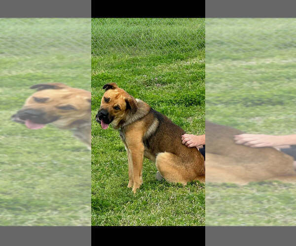 Medium Photo #3 Mutt Puppy For Sale in Abbeville, LA, USA