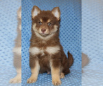 Small Photo #2 Pomsky Puppy For Sale in DENTON, TX, USA