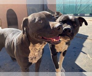 American Staffordshire Terrier-Boxer Mix Dogs for adoption in Apple Valley, CA, USA