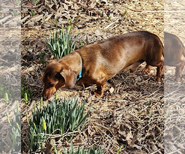 Medium Photo #13 Dachshund Puppy For Sale in Shelbyville, TN, USA