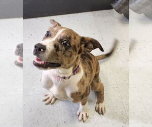 Mutt Dogs for adoption in Spotsylvania, VA, USA