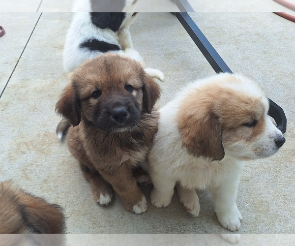 Medium Photo #10 Great Bernese Puppy For Sale in TOPEKA, KS, USA