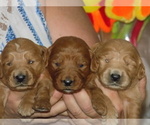Small Photo #3 Goldendoodle Puppy For Sale in BARNUM, IA, USA