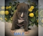 Small Photo #9 American Bully Puppy For Sale in SALEM, IL, USA