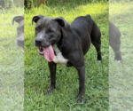 Small Photo #2 American Staffordshire Terrier-Unknown Mix Puppy For Sale in Decatur, GA, USA