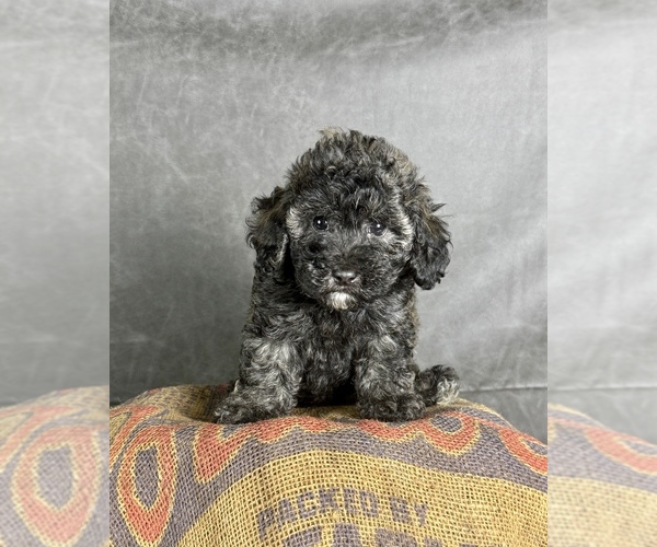 Medium Photo #1 Maltipoo (Toy) Puppy For Sale in OCALA, FL, USA