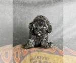 Image preview for Ad Listing. Nickname: Litter of 4