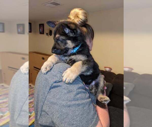 Medium Photo #9 German Shepherd Dog Puppy For Sale in KANSAS CITY, MO, USA