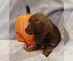 Small #2 Dachshund