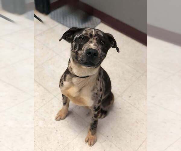 Medium Photo #6 American Pit Bull Terrier-Catahoula Leopard Dog Mix Puppy For Sale in Brewster, NY, USA