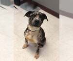 Small #5 American Pit Bull Terrier-Catahoula Leopard Dog Mix