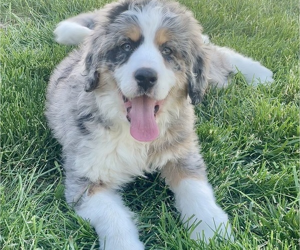 Medium Photo #1 Bernedoodle Puppy For Sale in MISSOURI CITY, TX, USA