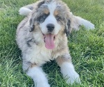 Small Bernedoodle