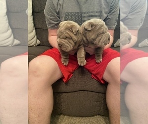 Chinese Shar-Pei Puppy for Sale in TOPEKA, Kansas USA