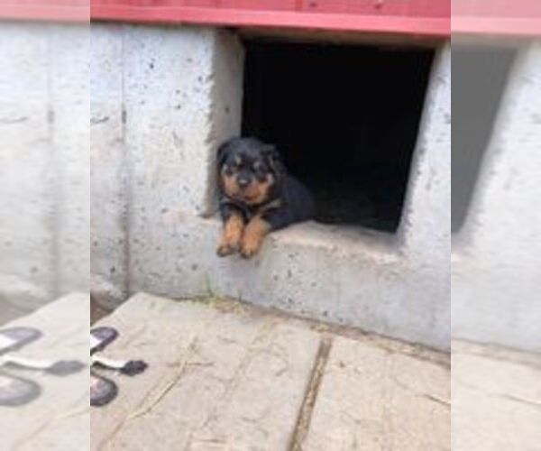 Medium Photo #2 Rottweiler Puppy For Sale in OGALLALA, NE, USA