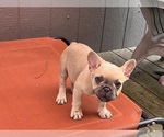 Small #2 French Bulldog