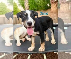 Medium Greater Swiss Mountain Dog-Labrador Retriever Mix