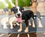 Small Greater Swiss Mountain Dog-Labrador Retriever Mix
