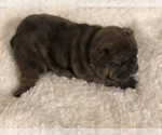 Small Photo #1 French Bulldog Puppy For Sale in AURORA, MO, USA