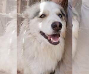 Siberian Husky-Unknown Mix Dogs for adoption in Cedar Crest, NM, USA