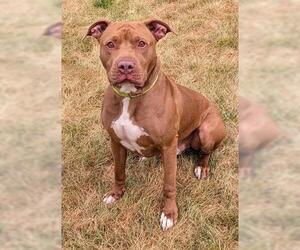 American Pit Bull Terrier-Unknown Mix Dogs for adoption in Akron, OH, USA