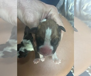 Boxer Puppy for sale in HINSDALE, MA, USA