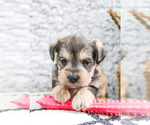 Small Photo #27 Schnauzer (Miniature) Puppy For Sale in SYRACUSE, IN, USA