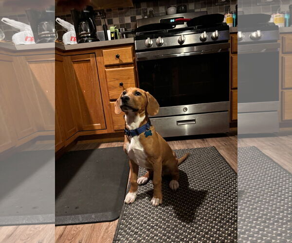 Medium Photo #3 Mutt Puppy For Sale in Plainfield, IL, USA