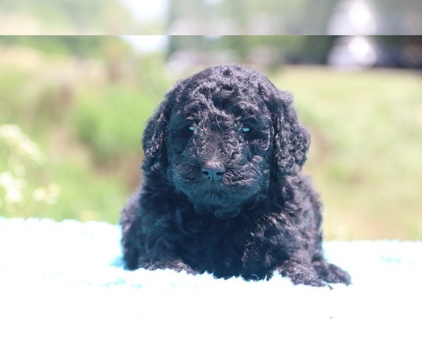 Medium Photo #28 Poodle (Standard) Puppy For Sale in UNION CITY, TN, USA