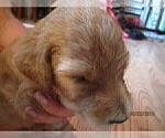 Small Photo #3 Labradoodle Puppy For Sale in DURHAM, CA, USA