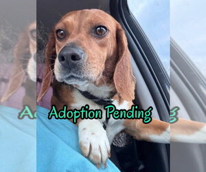 Beagle Dogs for adoption in Dunnellon, FL, USA