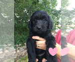 Small Photo #7 Goldendoodle Puppy For Sale in BURLEY, ID, USA