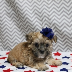 Morkie Puppy for sale in NAVARRE, OH, USA