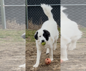 Aurora - Female Great Pyrenees Dog for Adoption - Photo #5