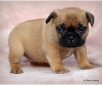 Small Photo #27 French Bulldog Puppy For Sale in WINNSBORO, TX, USA