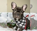 Small #1 French Bulldog