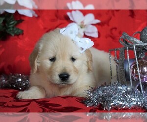 Golden Retriever Puppy for sale in FREDERICKSBG, OH, USA