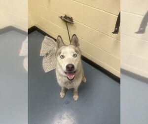 Siberian Husky Dogs for adoption in Denver, CO, USA